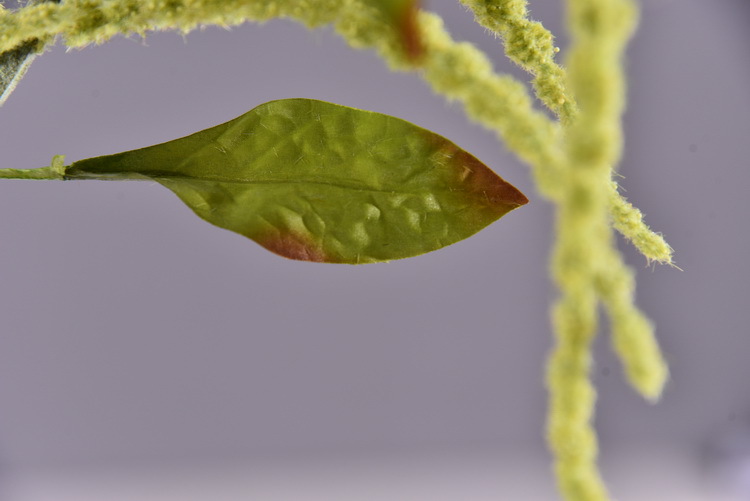 Dongli Yiwu Source Quality Products, high-end artificial flowers, hanging chicken tail tassels wholesale, artificial reeds, artificial flowers, artificial green plants, mouse tail model house home decorations pic 22