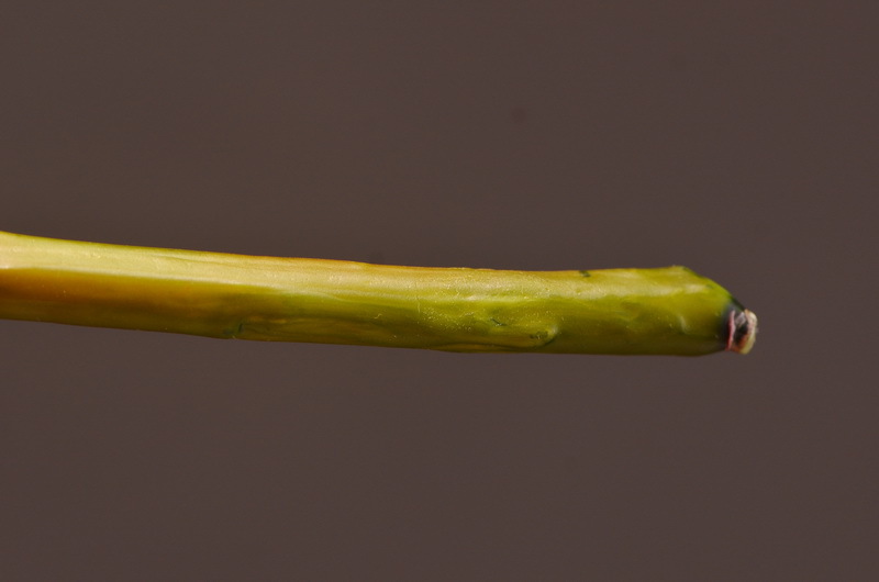 Wholesale of artificial large-branch peonies for home, hotel, restaurant soft decoration, artificial flowers and artificial paeonies from the manufacturer pic 36