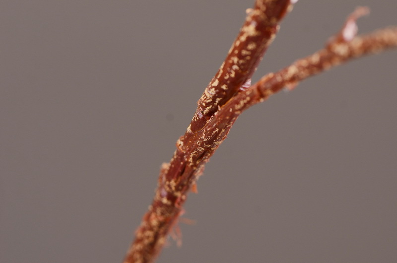 Wholesale of artificial pomegranate and wabi-sabi style Chinese hotel, home and restaurant decoration artificial flowers and artificial berries from the manufacturer pic 8