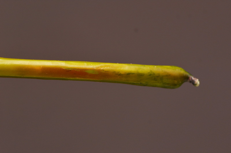 Wholesale of artificial large-branch peonies for home, hotel, restaurant soft decoration, artificial flowers and artificial paeonies from the manufacturer pic 24