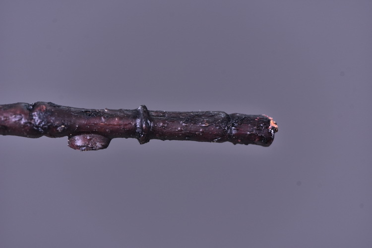 Lanjin source factory goods, artificial natural pinecones, pine branches, Christmas decorations, artificial pine needles, high-end artificial green plants wholesale, artificial leaves, artificial plants, artificial peach blossoms, large green plant landscaping, micro-landscape paintings pic 6