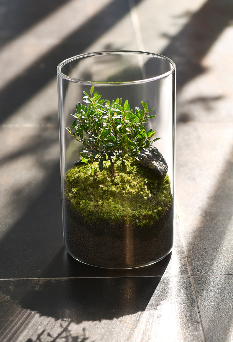 Wholesale transparent micro-landscape glass vase ornaments, hydroponic ecological bottles, diy moss tanks, succulent flower POTS, glass jars pic 19