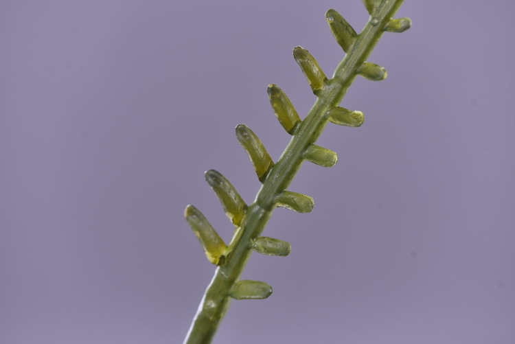 Factory direct sales of artificial green plants wholesale, artificial fern leaves, peacock fern, home banquet, homestay, wedding artificial plants, Lanjin artificial ferns pic 5