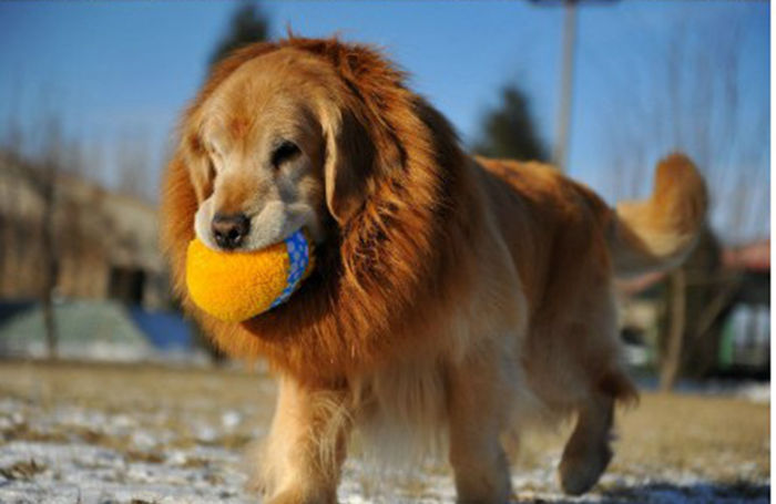 Pet headgear, winter warm and comfortable dog headwear, Halloween pet lion head wig, pet wig supplies pic 4