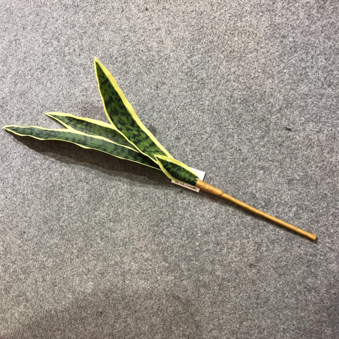 Simulated tiger skin lily, desert plant, simulated agave, single tiger skin lily, yellow-edged tiger skin lily, Phalaenopsis leaves pic 12