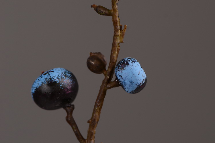 Artificial rosehip, artificial plant fruit, berry, American decorative floral arrangement materials, photography props pic 21