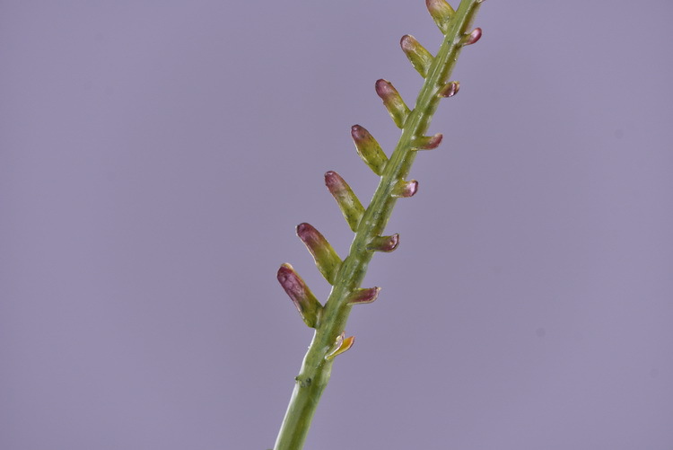 Factory direct sales of artificial green plants wholesale, artificial fern leaves, peacock fern, home banquet, homestay, wedding artificial plants, Lanjin artificial ferns pic 17