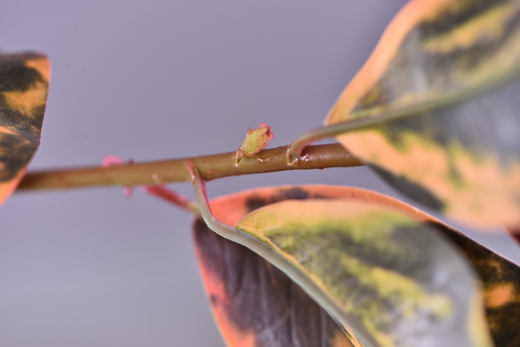 Wholesale of high-end flower and leaf materials for Huazhi Artificial Plants, wedding, hotel, living room artificial leaves, window display and landscaping green plants pic 18