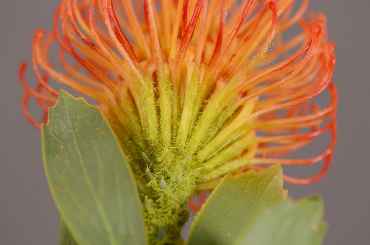 Factory direct sales, wholesale of in-stock inventory of artificial large needle cushion flowers, artificial flower sets, wholesale of living room, dining table, entrance hall, desktop decoration, flower arrangement and ornaments pic 41