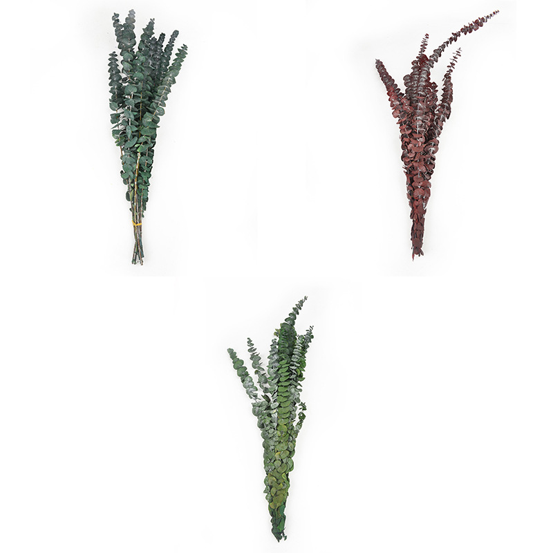 尤加利叶 批发圣诞节礼物花材铜钱桉永生苹果叶家居装饰                                  详情7