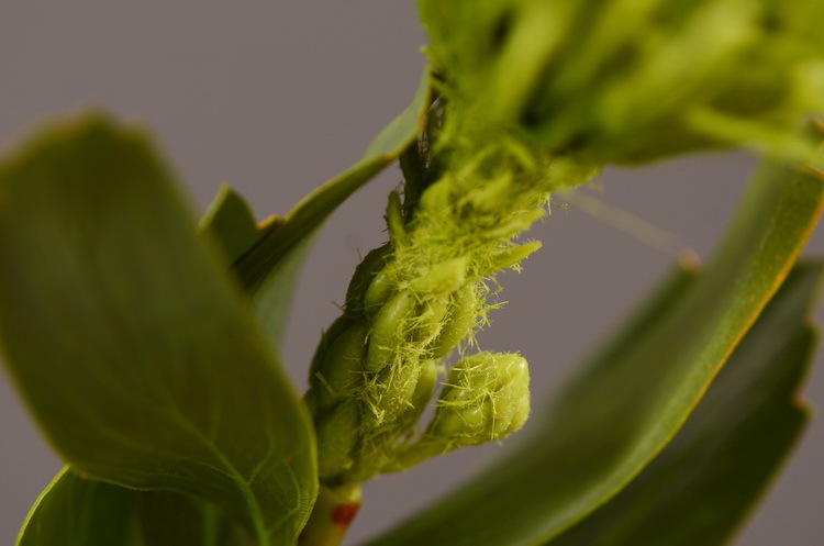 Factory direct sales, wholesale of in-stock inventory of artificial large needle cushion flowers, artificial flower sets, wholesale of living room, dining table, entrance hall, desktop decoration, flower arrangement and ornaments pic 52