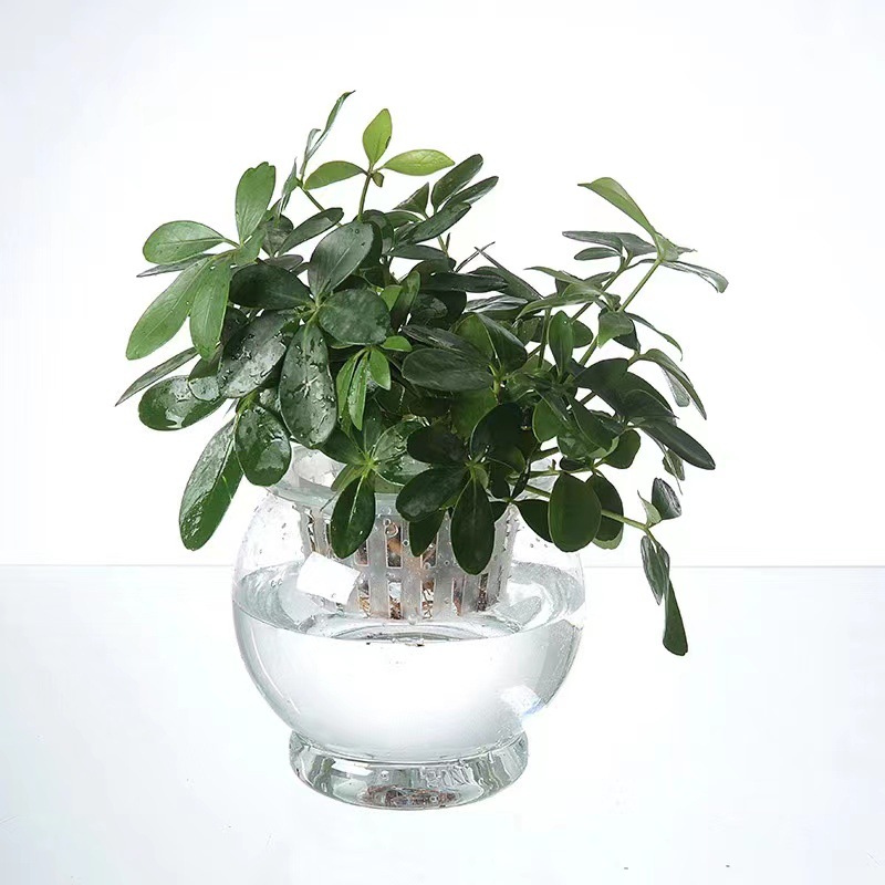 Transparent hydroponic plastic vase, green vine, aquatic plant growth container, home gardening, home decoration, water-absorbing flowerpot pic 8