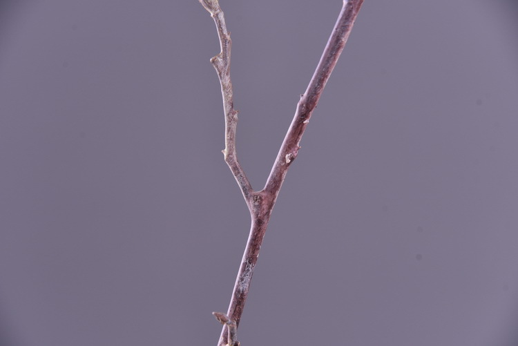 Wholesale of artificial flowers from the original factory, including artificial pear blossoms, cherry blossoms, duckweed flowers, model rooms, living rooms and hotel decorations pic 22