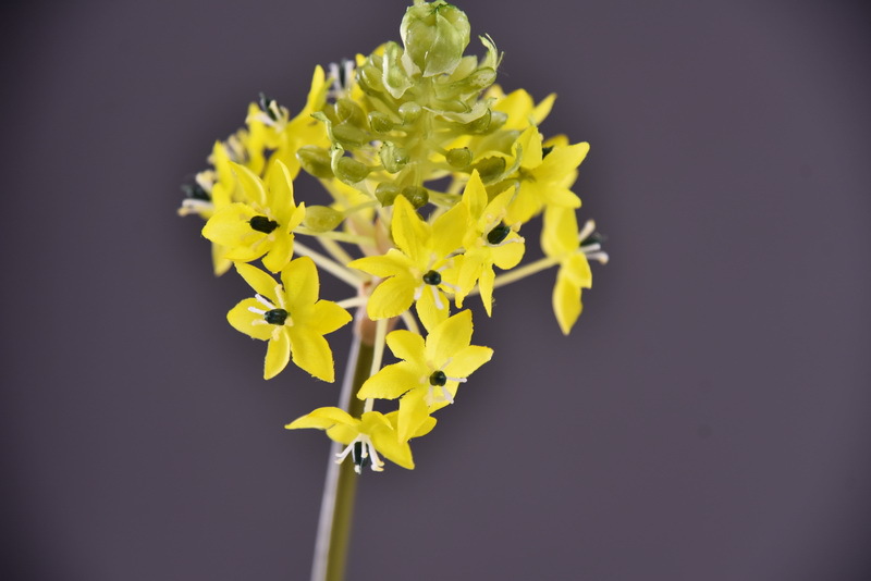 High-end artificial flower wholesale with simulated Bethlehem Star line floral design and simulated velvet decorative artificial flowers pic 18