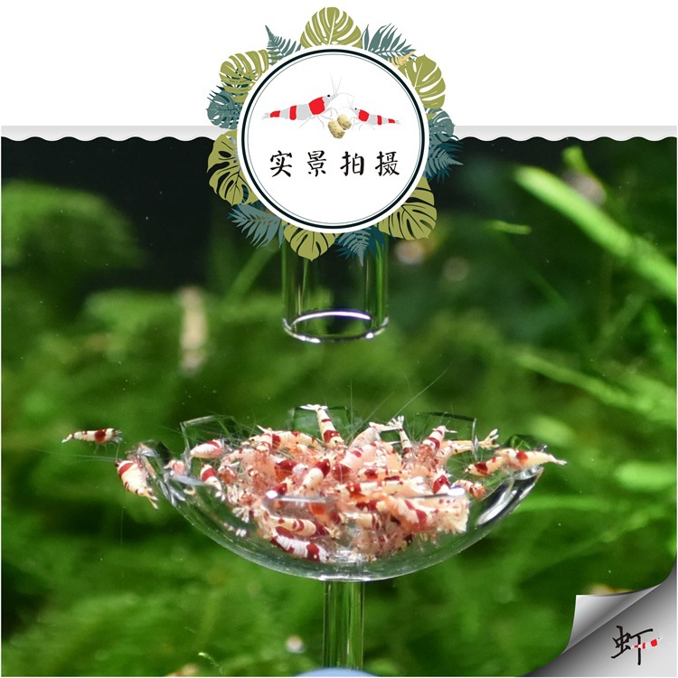 Ornamental fish and shrimp feeding tubes, aerial feeding basins, aquatic plant tanks, fish tanks, crystal shrimp tanks, acrylic feeders pic 7