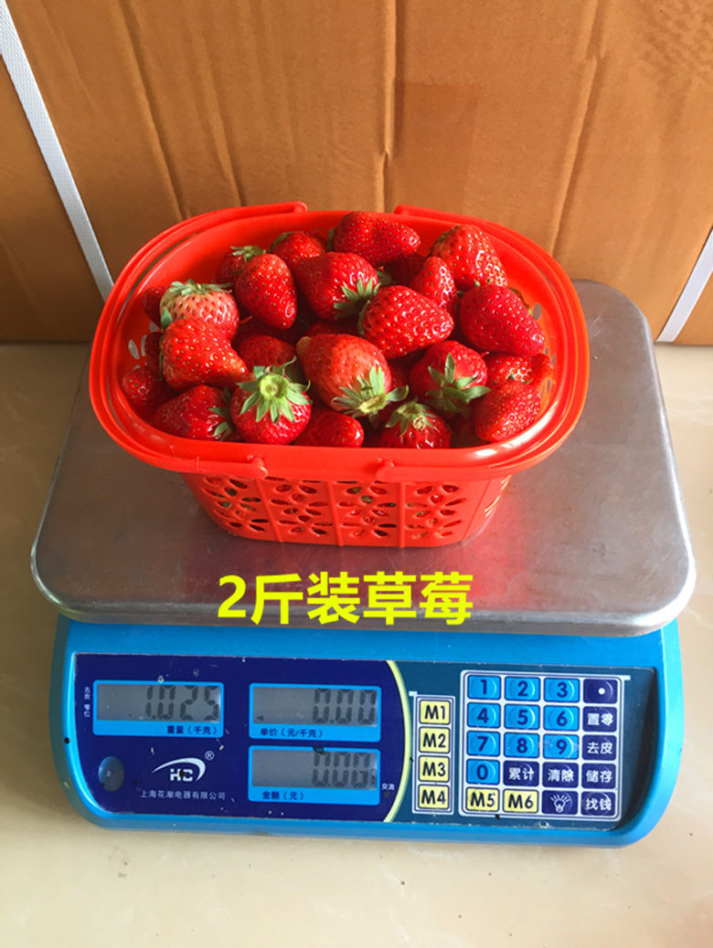 草莓采摘篮塑料水果篮-斤蓝莓樱桃桑葚杨梅手提塑料筐快递包邮详情6
