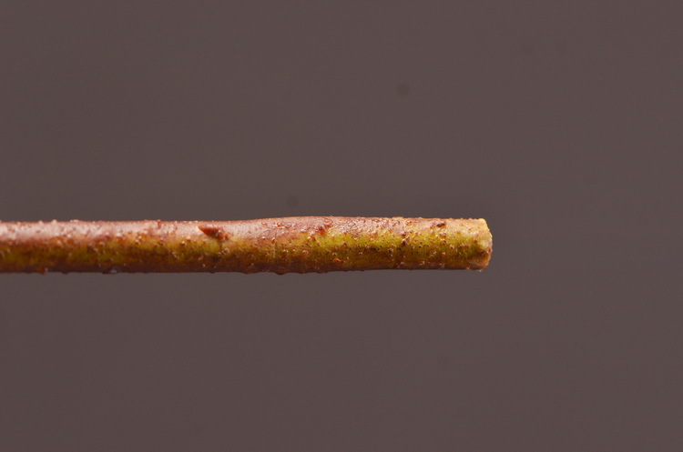 Dongli Factory direct sales, wholesale of artificial flowers, purple mist grass, purple dew grass, home decoration, artificial living room model rooms, artificial flower ornaments, one-piece consignment pic 27