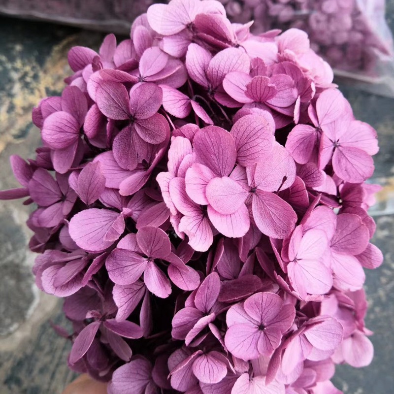 Natural plant preservation eternal flower Atlantis wood hydrangea floating bottle, special for flower arrangement handicrafts pic 1