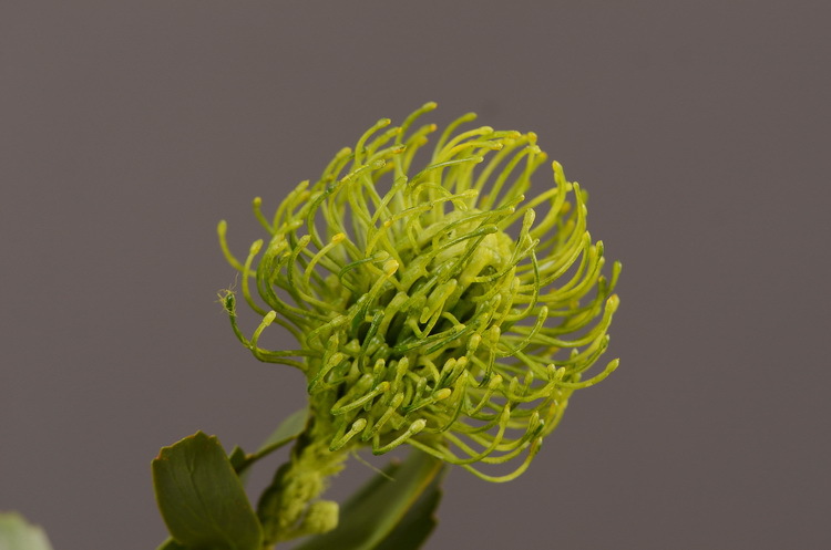 Factory direct sales, wholesale of in-stock inventory of artificial large needle cushion flowers, artificial flower sets, wholesale of living room, dining table, entrance hall, desktop decoration, flower arrangement and ornaments pic 50