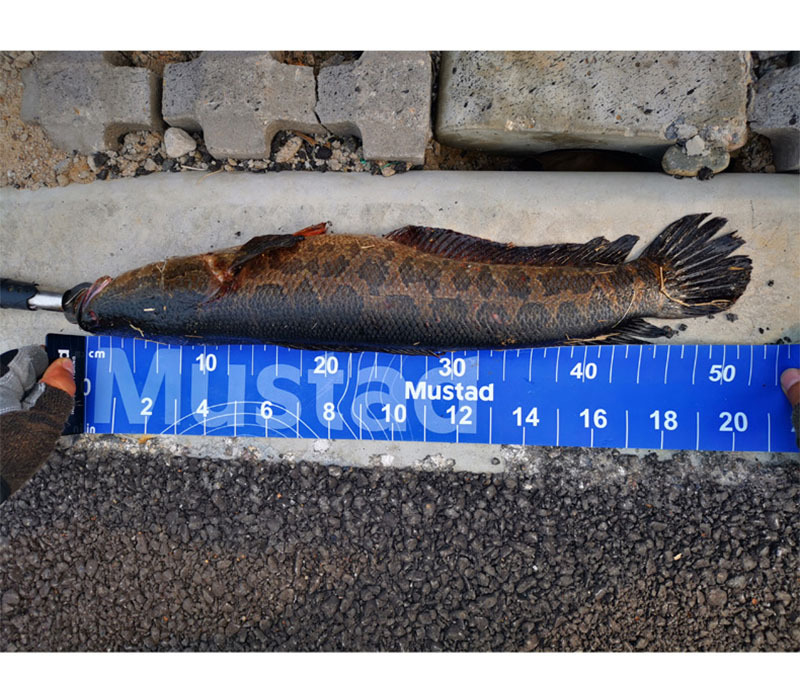 Musta folding fish measuring ruler 148cm is convenient for storage. Lue fishing tools are soft and wrinkle-resistant pic 4