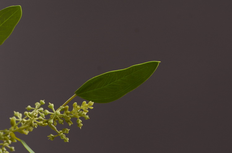 Dongli Flower Industry Decoration Green Nordic Home Artificial Flower Plants Wholesale Flower arrangement materials Artificial leaves, small branches with fruits eucalyptus leaves pic 14