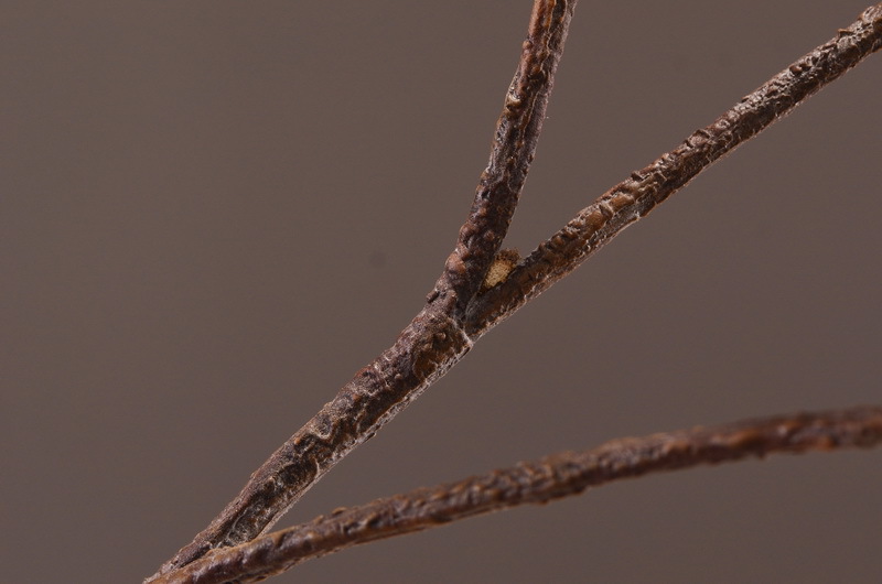 Factory direct sales of artificial leaves, wholesale of flocking artificial paulownia leaves, flower arrangement leaf materials, photography props, artificial green plants pic 13