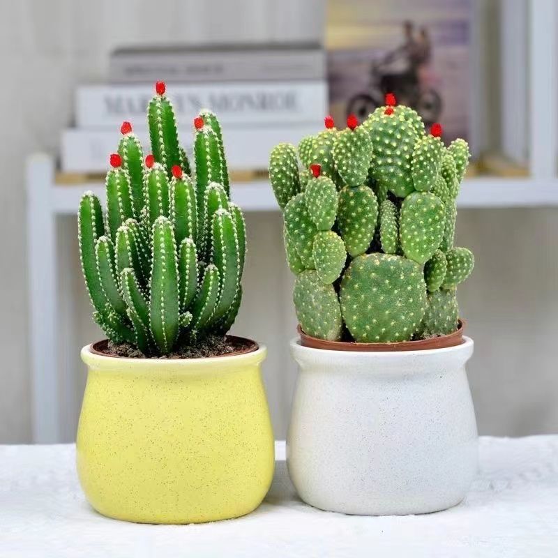 开花聚财山仙人掌办公室内花卉盆栽桌面摆设装饰招财花盆好养不死详情10