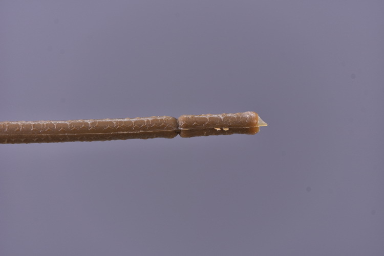 5 pieces of retro charred edge rose artificial flower decoration, artificial flower imitation dried flower, home soft decoration withered and dry, wedding Lanjin artificial rose wholesale pic 41