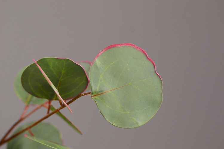 Dongli Flower Industry, the original manufacturer, offers direct sales of green plants in stock, wholesale of artificial leaves, round leaves with fruits, eucalyptus leaves, eucalyptus leaves, and one-piece consignment pic 47