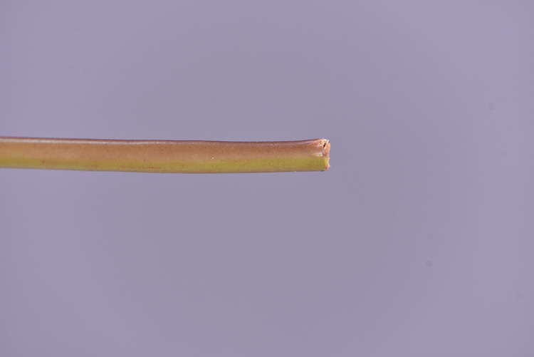 Wholesale of high-end flower and leaf materials for Huazhi Artificial Plants, wedding, hotel, living room artificial leaves, window display and landscaping green plants pic 12