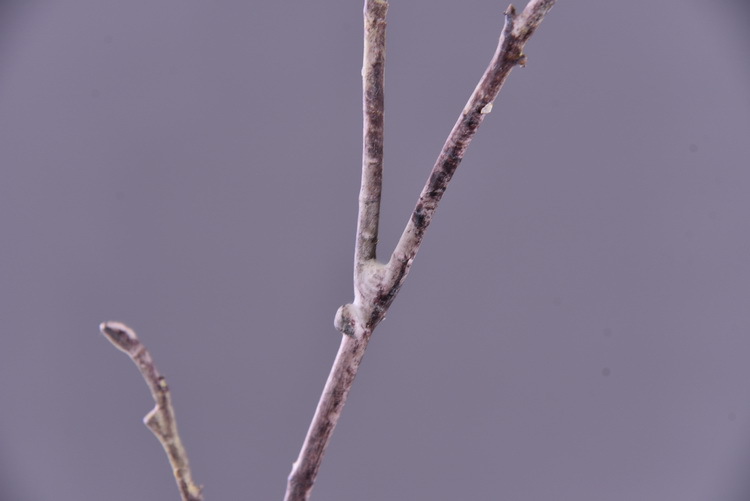 Wholesale of artificial flowers from the original factory, including artificial pear blossoms, cherry blossoms, duckweed flowers, model rooms, living rooms and hotel decorations pic 9