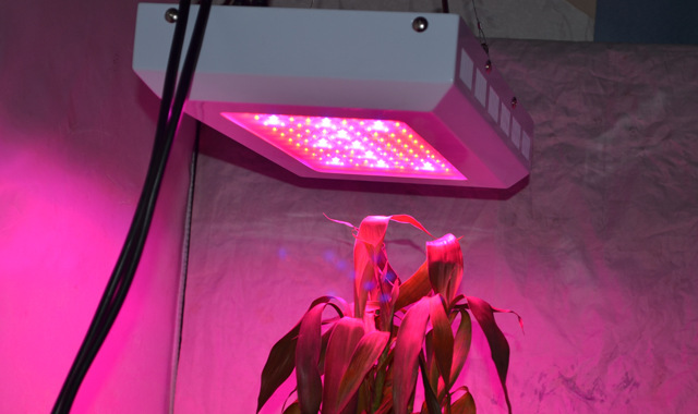 Luz LED 55*3W planta crece luz invernadero invernadero de espectro completo luz de crecimiento rápido pic 16