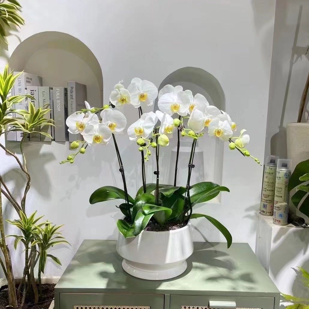 Nordic ins style modern and simple ceramic flower POTS, green plants, flower POTS, indoor and outdoor home decorations, tables, balconies, greening and beautification, suitable for other categories pic 1