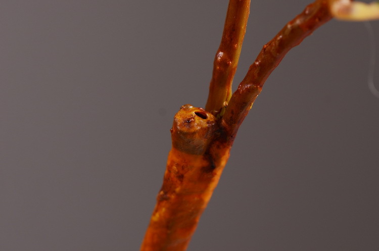 Factory direct sales of artificial loquat fruit branches, Chinese modern and simple soft decoration, artificial berries wholesale, prosperity fruit pic 9