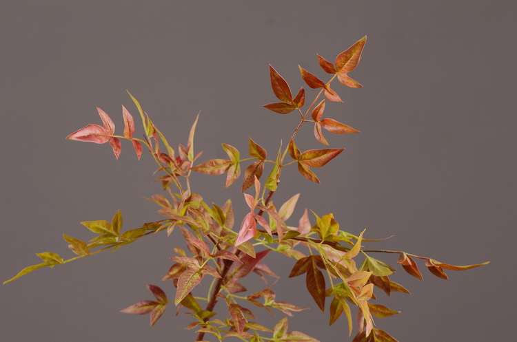 Dongli Source Factory, wholesale and direct sales of artificial plants in stock, wholesale of India leaves, autumn color leaves, hand-held flowers, leaf materials, props, flower art, bonsai, home decoration flowers pic 19