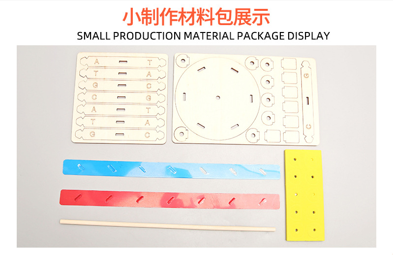 科技小制作diy人体基因DNA双螺旋模型 生物科学实验器材科普教具详情15