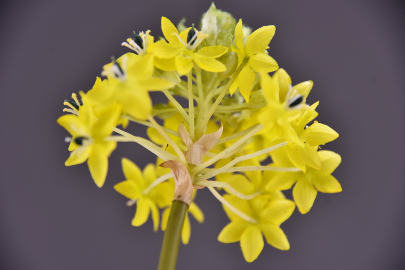 High-end artificial flower wholesale with simulated Bethlehem Star line floral design and simulated velvet decorative artificial flowers pic 22