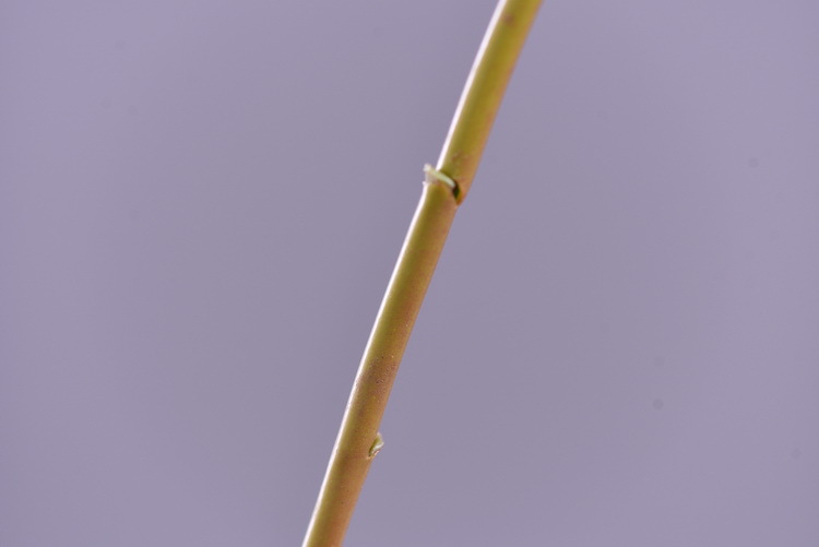 Wholesale of artificial small mountain fruit, wintergreen fruit, deep purple artificial berries, living room home soft decoration, and money fruit from the original factory pic 10