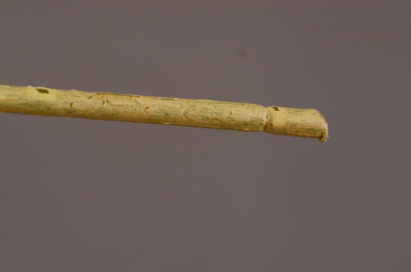 Factory direct sales of simulated small apple branches with leaves for home entrance and hotel soft decoration, as well as simulated fruit branches of the money fruit pic 9