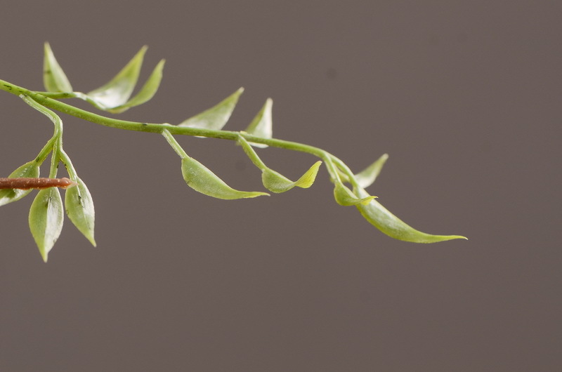 Wholesale of artificial pomegranate and wabi-sabi style Chinese hotel, home and restaurant decoration artificial flowers and artificial berries from the manufacturer pic 6