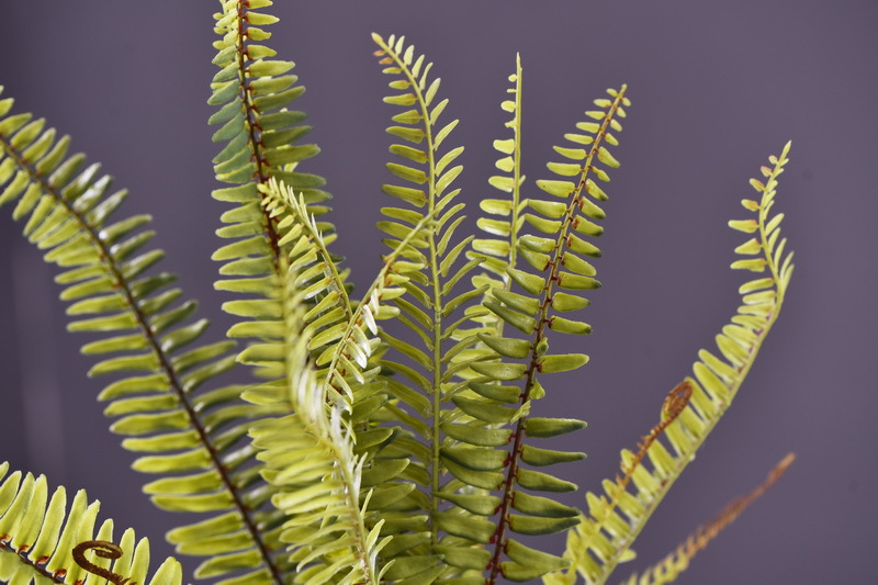 Wholesale of artificial Persian grass and artificial green plants, plant wall landscaping, window display, flower arrangement, leaf materials, fur, and artificial fern leaves pic 11