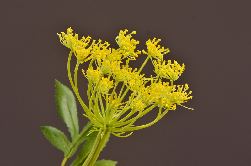 Wholesale of artificial lace and artificial green plants from the original factory, flower arrangement materials, and artificial plants for home, hotel, wedding and decoration pic 27