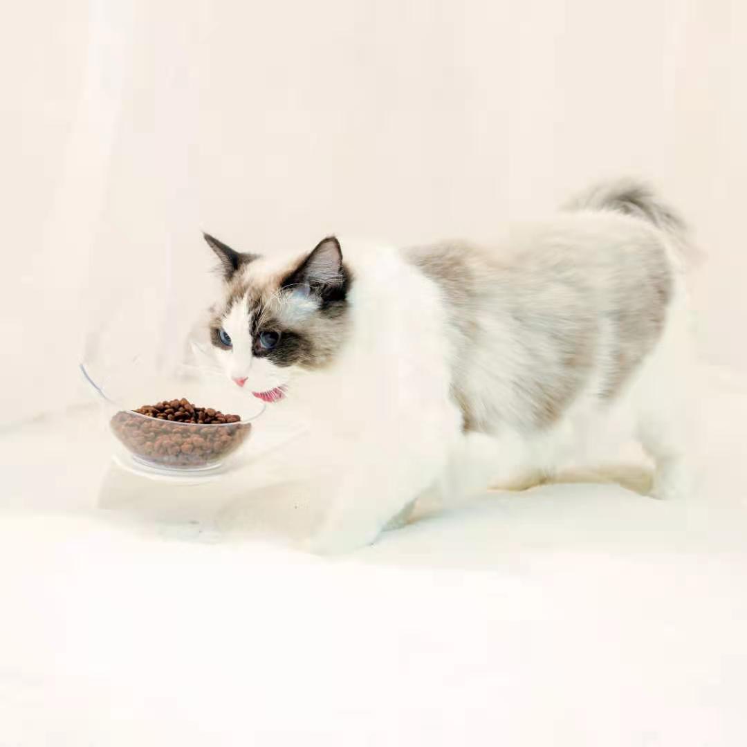 Pet bowl, cat neck guard, transparent tilted cat face, double bowl, dual-purpose, splash-proof dog food set in stock pic 8