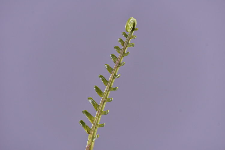 Factory direct sales of artificial green plants wholesale, artificial fern leaves, peacock fern, home banquet, homestay, wedding artificial plants, Lanjin artificial ferns pic 35