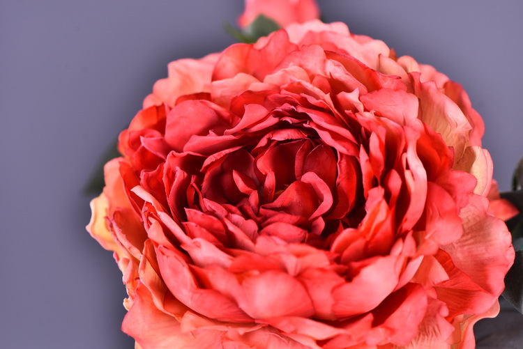 Factory direct sales of faux peonies with charred edges, wholesale of retro faux paeonies, living room and dining table flowers, wedding decoration artificial flowers pic 9