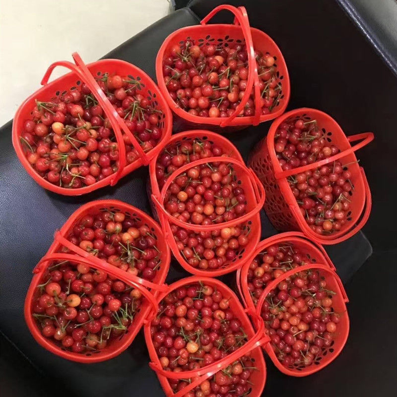 草莓采摘篮塑料水果篮-斤蓝莓樱桃桑葚杨梅手提塑料筐快递包邮详情13