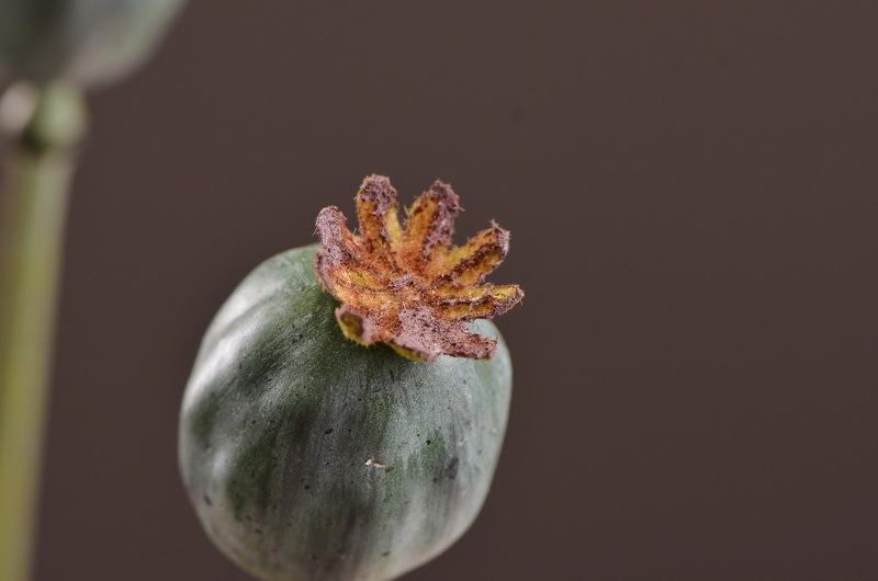 Original factory products, artificial fruits, flower arrangement materials, wabi-sabi style, simple country style, artificial fruits wholesale, artificial flowers pic 27