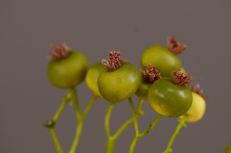 Dongli Flower Industry offers wholesale of artificial flowers for Chinese-style living room, home and dining table decoration. We provide one-piece consignment services for large branches, multi-headed artificial berries, rose fruits, small white fruits and green fruits pic 18