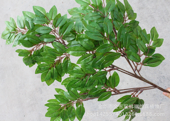 XRB-097豆花叶三叉枝红色杆2