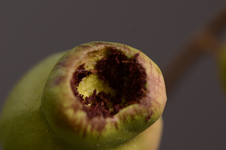 Dongli Flower Industry, the original manufacturer, is now wholeselling vintage decorative pipe fruit artificial flowers, artificial flowers, table flowers, artificial berries, zombie fruits, eucalyptus fruits, and offers one-piece consignment pic 12